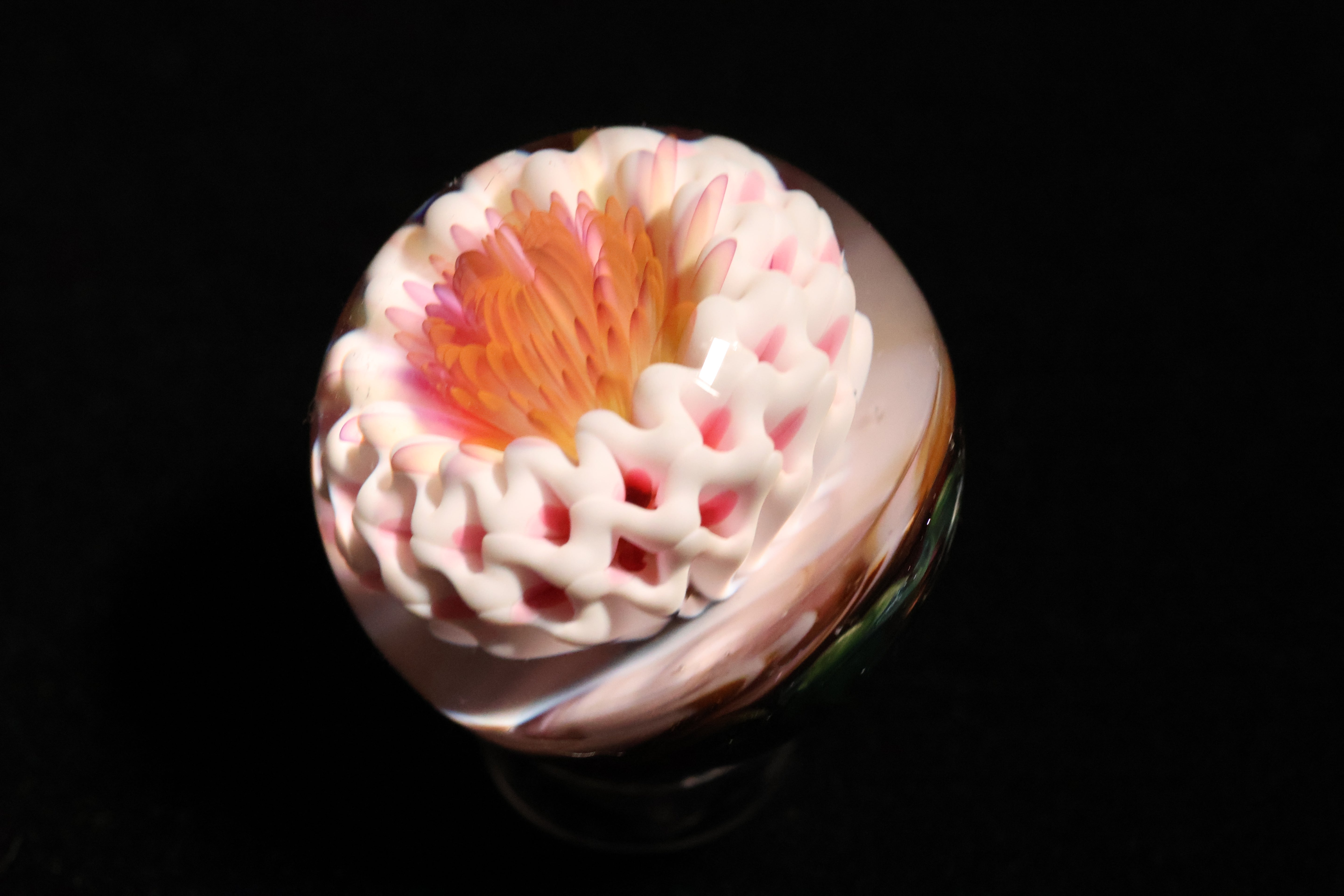 White Lotus 1-1/4"